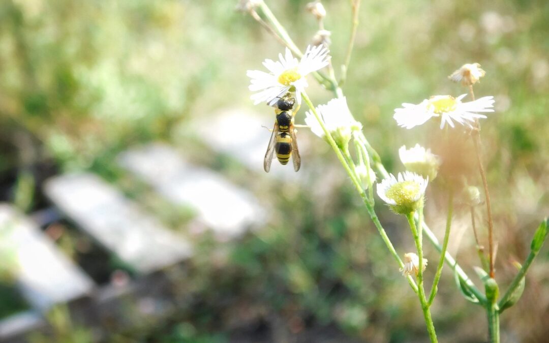 Nature & Landscape 01 — Mel Green Photography