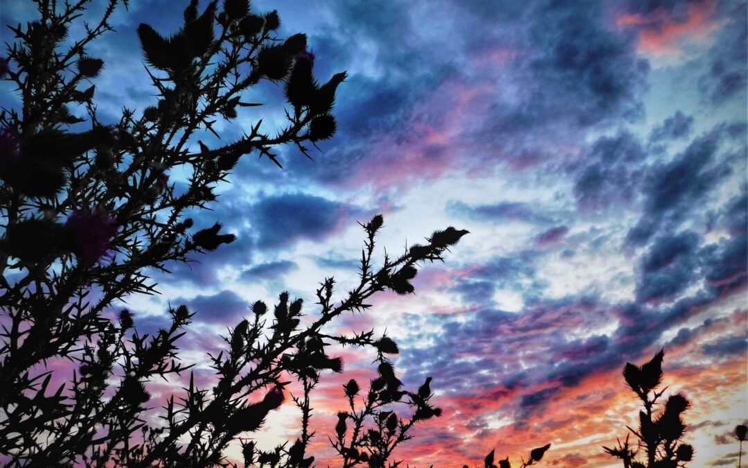 Nature & Landscape 03 — Mel Green Photography