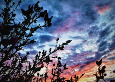 Nature & Landscape 03 — Mel Green Photography