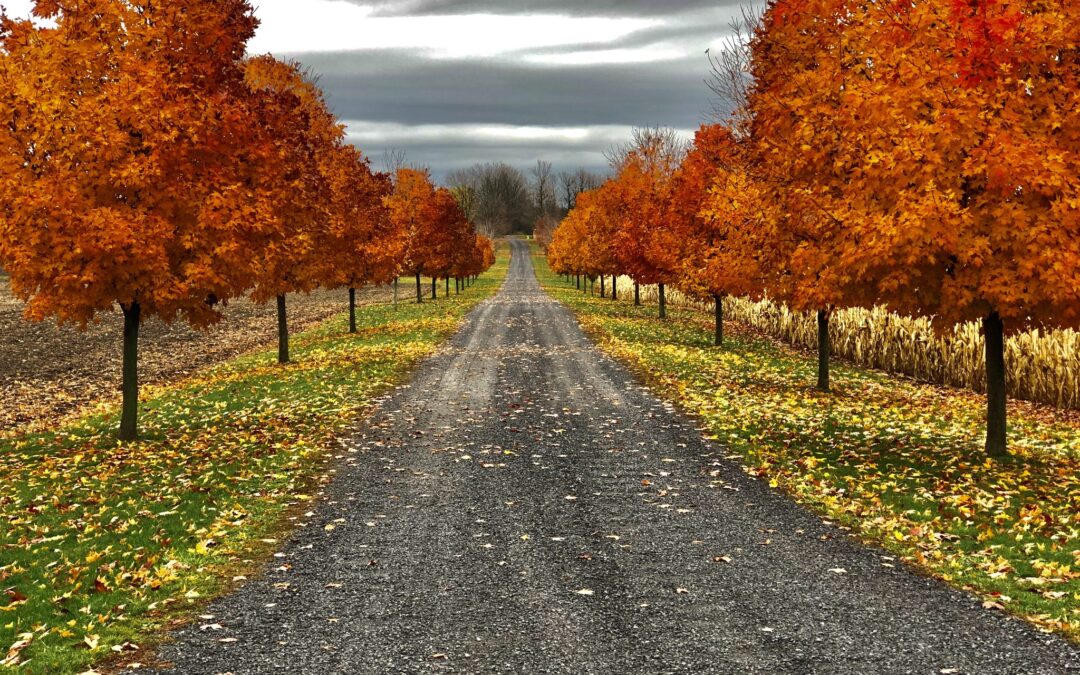 Nature & Landscape 06 — Mel Green Photography