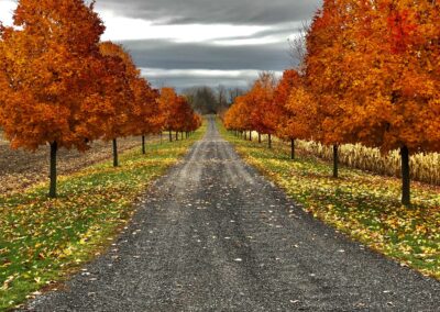 Nature & Landscape 06 — Mel Green Photography