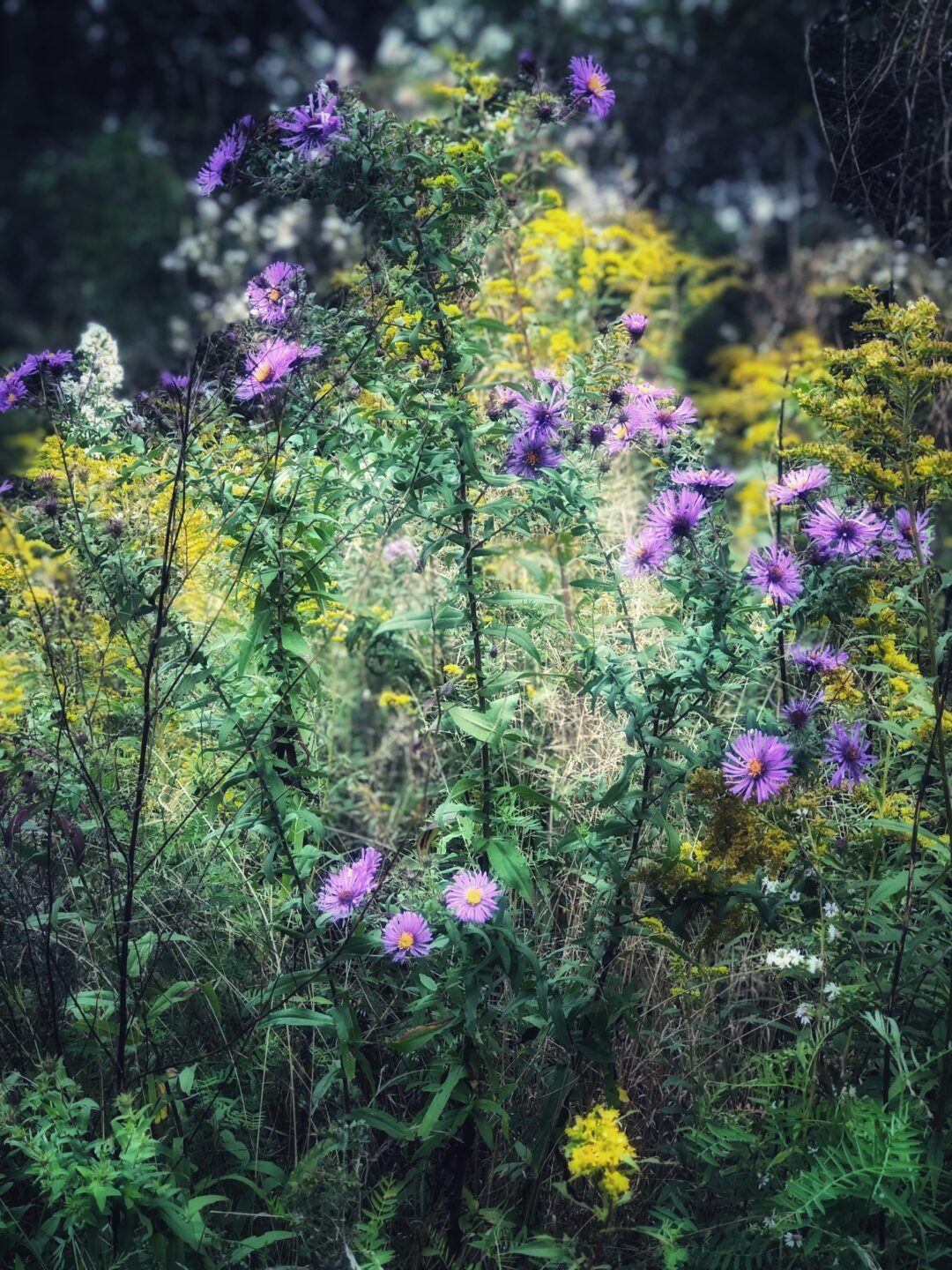 Nature and landscape photography in South Eastern Ontario by Mel Green Photography