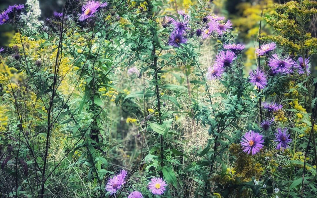 Nature & Landscape 07 — Mel Green Photography