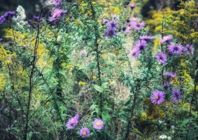 Nature & Landscape 07 — Mel Green Photography