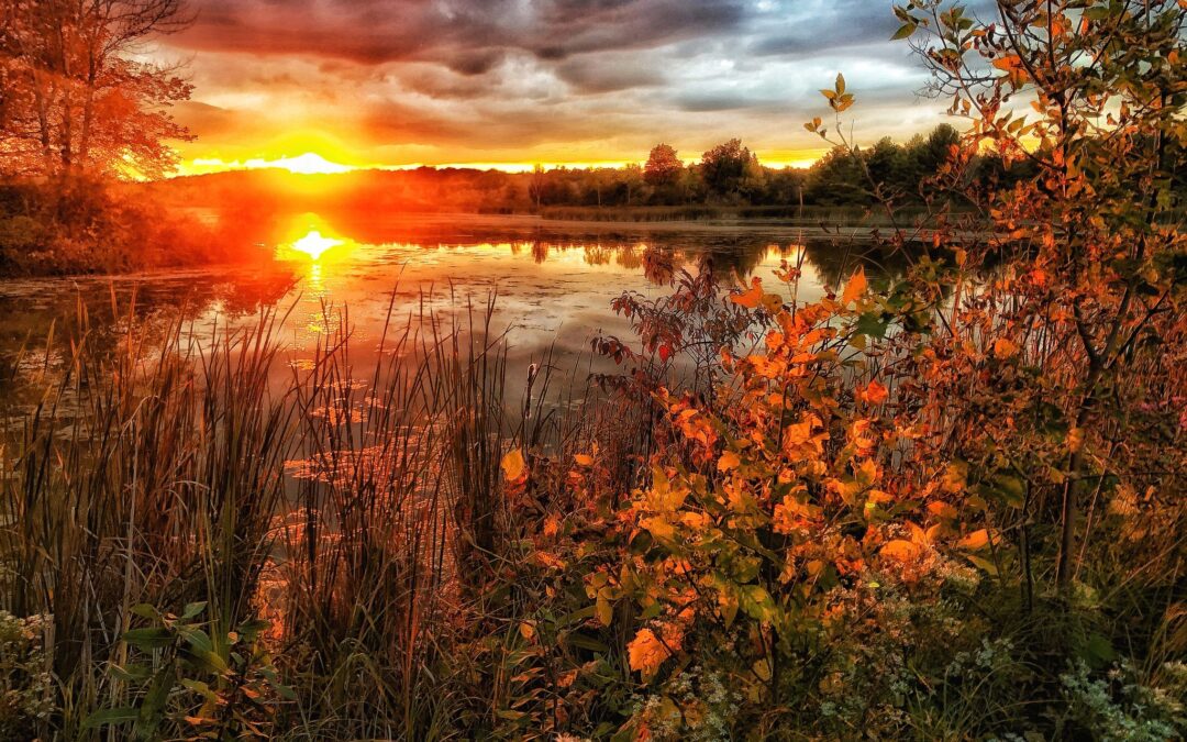 Nature & Landscape 11 — Mel Green Photography