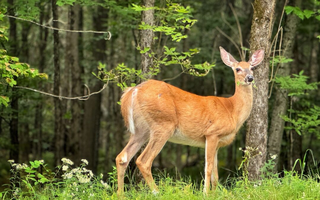 Nature & Landscape 12 — Mel Green Photography