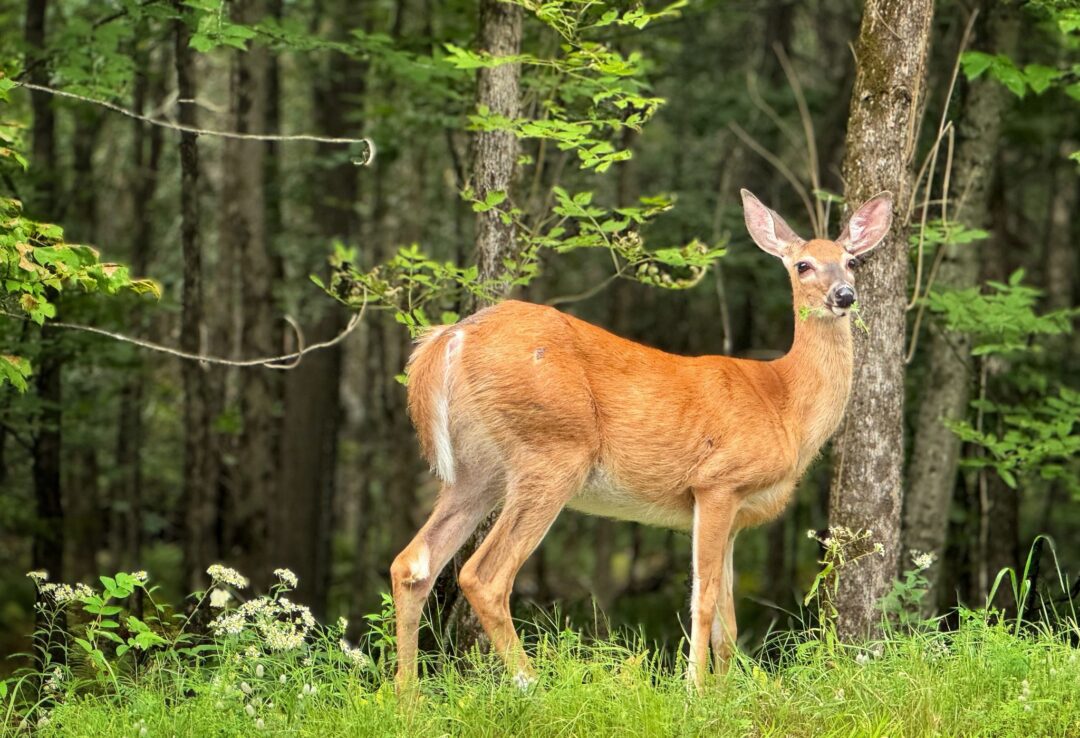 Nature and landscape photography in South Eastern Ontario by Mel Green Photography