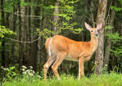 Nature & Landscape 12 — Mel Green Photography