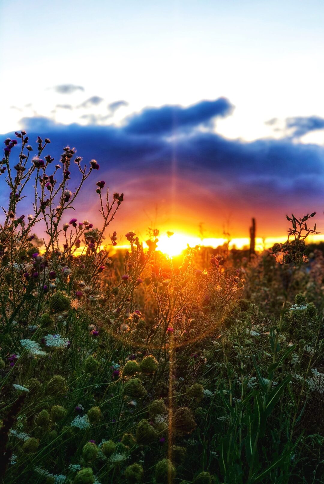 Nature and landscape photography in South Eastern Ontario by Mel Green Photography
