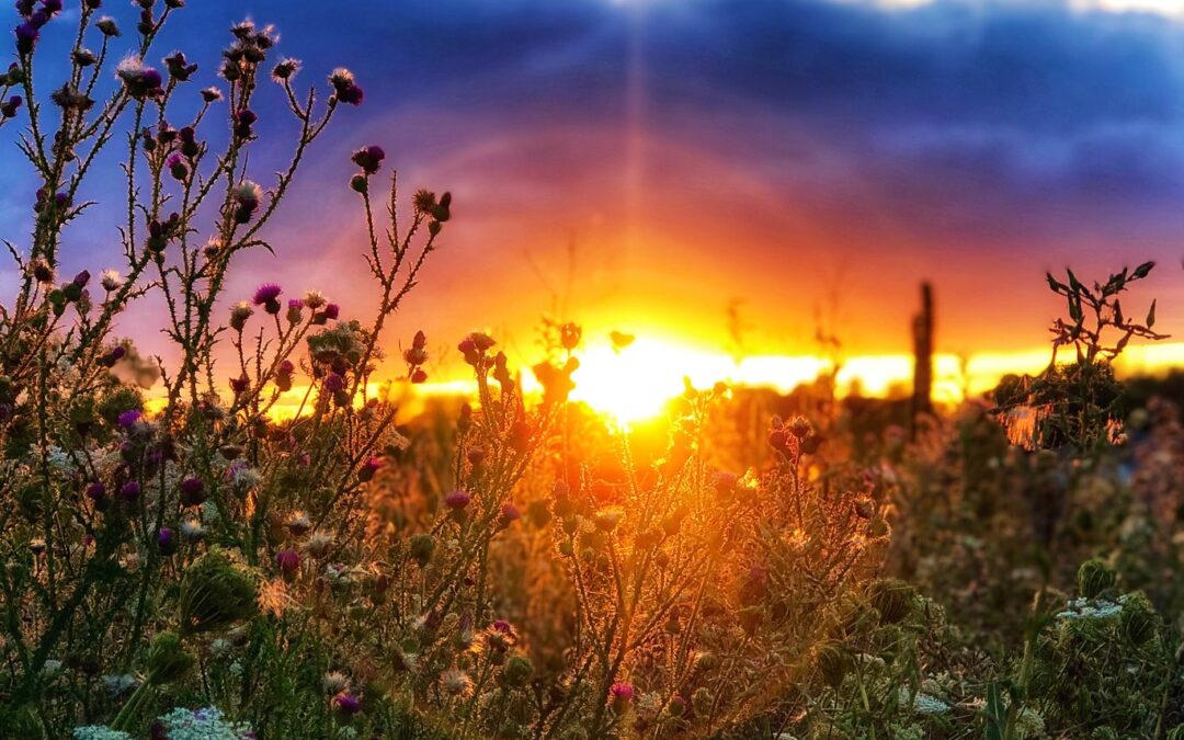 Nature & Landscape 13 — Mel Green Photography