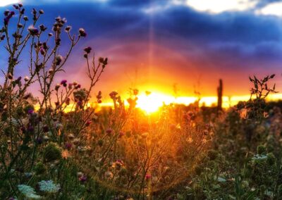 Nature & Landscape 13 — Mel Green Photography