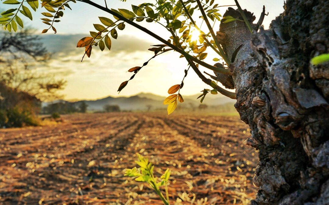 Nature & Landscape 14 — Mel Green Photography