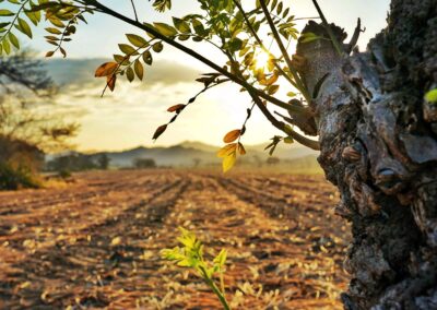 Nature & Landscape 14 — Mel Green Photography