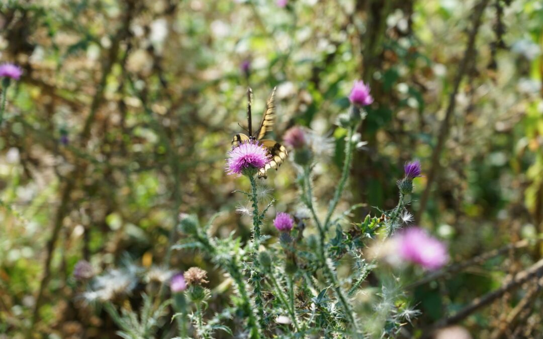 Nature & Landscape 17 — Mel Green Photography