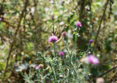 Nature & Landscape 17 — Mel Green Photography