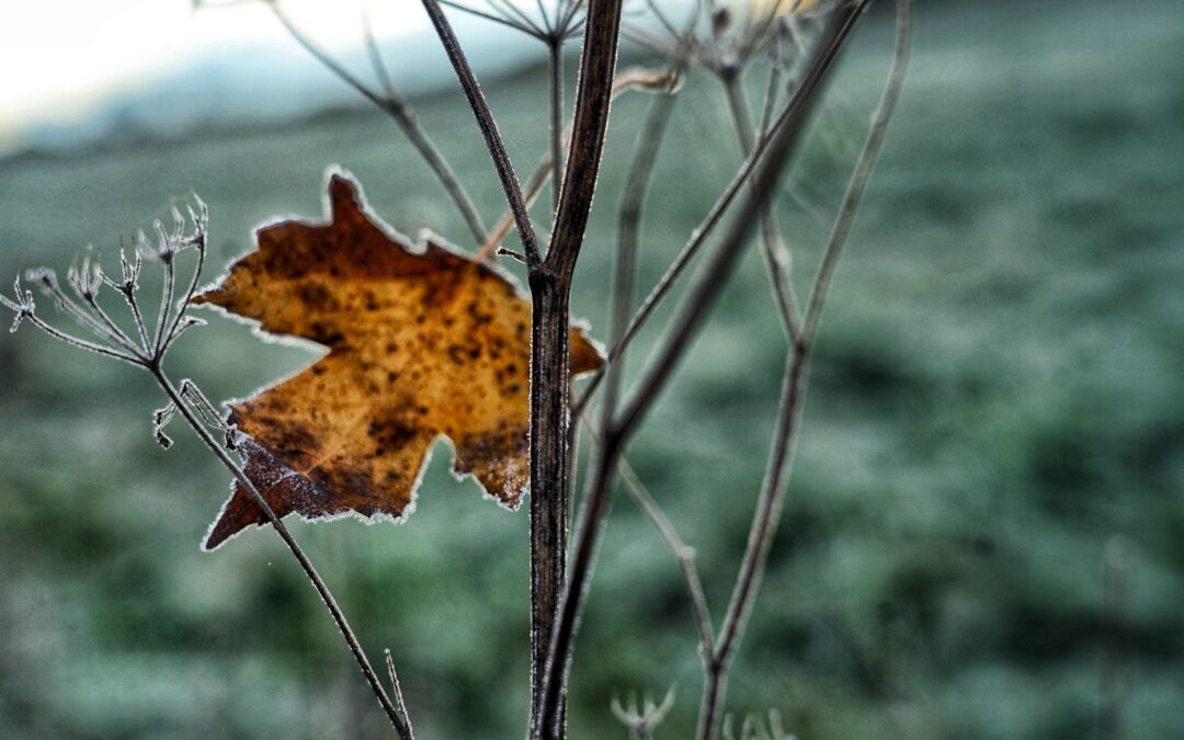 Nature & Landscape 18 — Mel Green Photography
