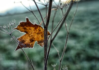 Nature & Landscape 18 — Mel Green Photography