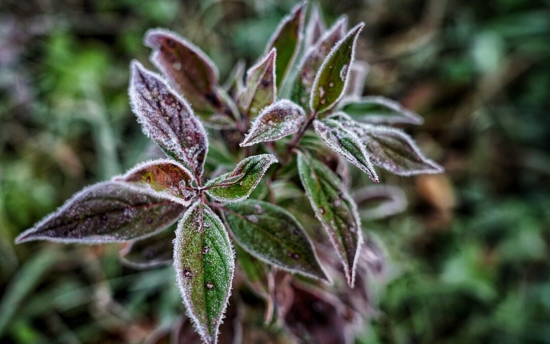 Nature & Landscape 19 — Mel Green Photography