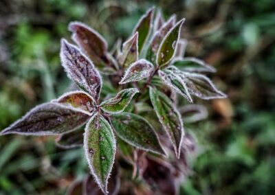 Nature & Landscape 19 — Mel Green Photography