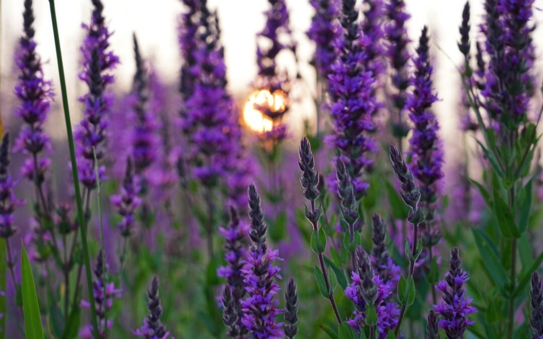 Nature & Landscape 22 — Mel Green Photography