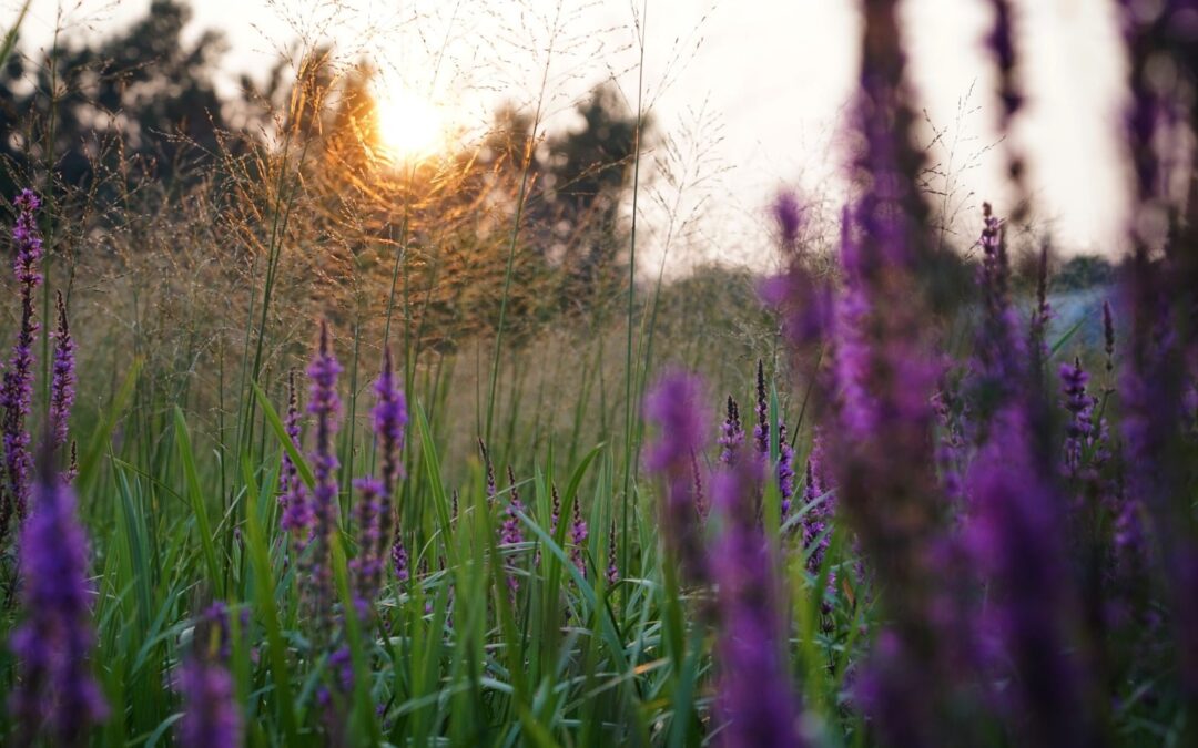 Nature & Landscape 23 — Mel Green Photography
