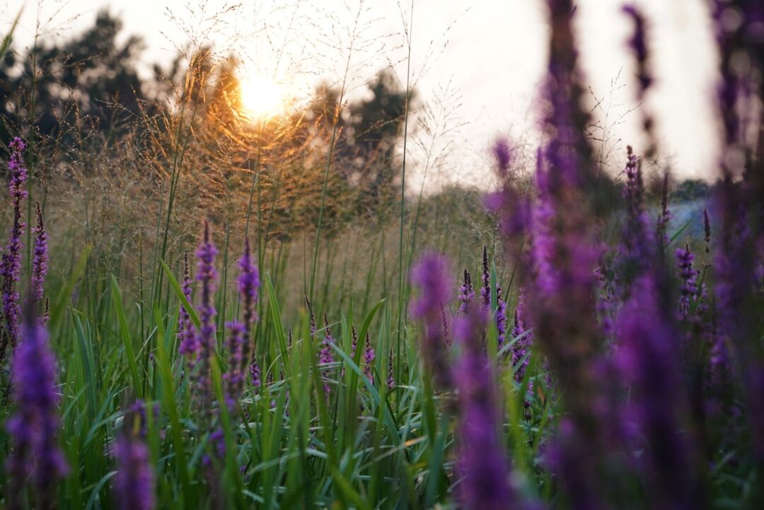 Nature and landscape photography in South Eastern Ontario by Mel Green Photography