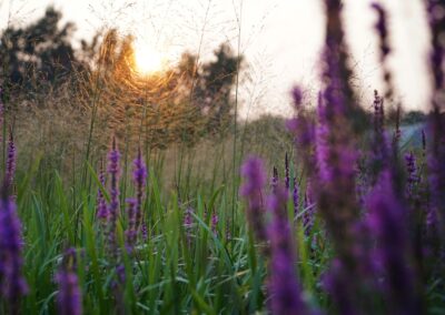 Nature & Landscape 23 — Mel Green Photography