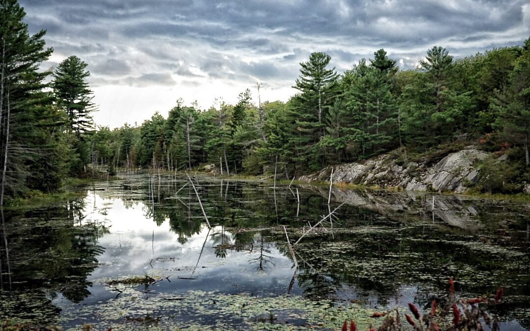 Nature & Landscape 24 — Mel Green Photography