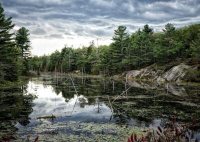Nature & Landscape 24 — Mel Green Photography