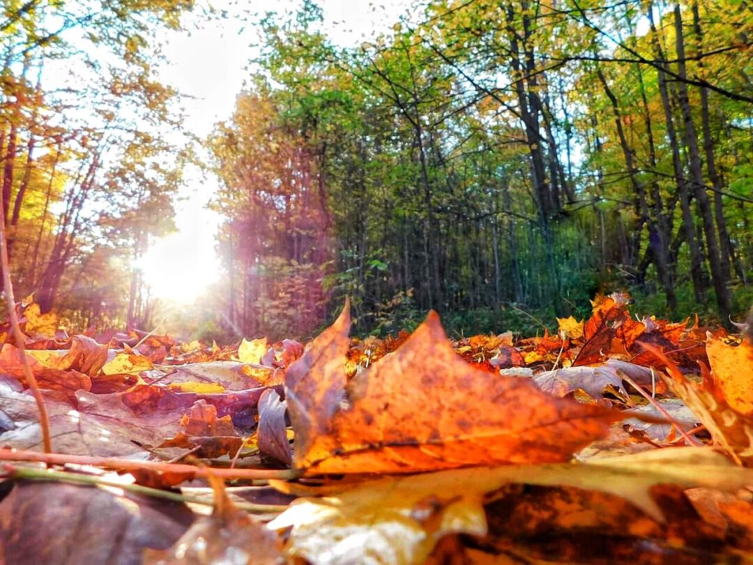 Nature and landscape photography in South Eastern Ontario by Mel Green Photography