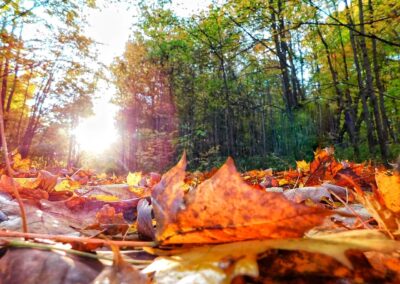 Nature & Landscape 27 — Mel Green Photography